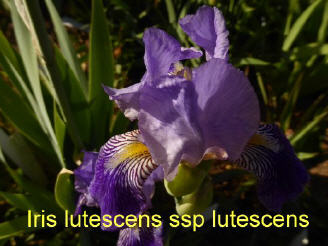 Iris laevigata
