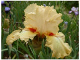 Grand Canari
