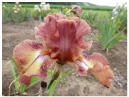 Ruffled Copper Sunset