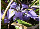 Iris unguicularis subsp. cretensis