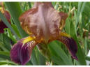 Iris sambucina