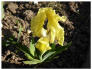Iris reichenbachii
