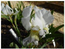 Iris germanica L. var. florentina
