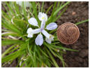 Iris henryi